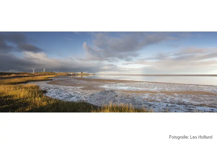 Winter op de Waddenzee, vogels kijken op het Balgzand