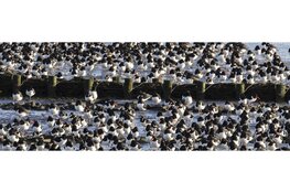 Winter op de Waddenzee, vogels kijken op het Balgzand
