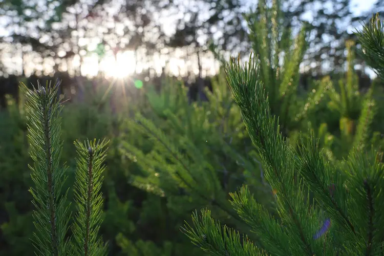 Kerstbomeninzameling Den Helder verplaatst naar 17 januari 2026
