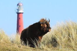 Fotozwerftocht door de Grafelijkheidsduinen