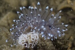 De Noordzee, onderste-buiten door Peter van Bragt