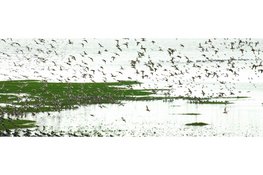 Voorjaar op het Balgzand