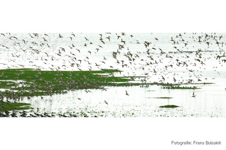 Voorjaar op het Balgzand