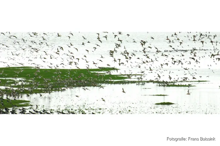 Voorjaar op het Balgzand