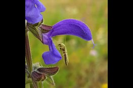 Meer vogels en vlinders in de stad: een Utopie of haalbaar?