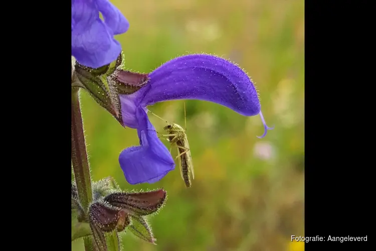 Meer vogels en vlinders in de stad: een Utopie of haalbaar?