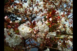Voormalig  lichthuis vuurtoren Lange Jaap krijgt prominente plek in Hortus Overzee