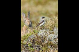 Met de boswachter mee door de Noordduinen