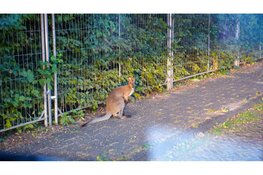 Vermiste Wallaby gevangen in Middenmeer na verdovingsschot