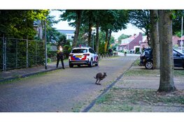 Vermiste Wallaby gevangen in Middenmeer na verdovingsschot