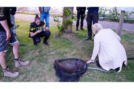 Vermiste Wallaby gevangen in Middenmeer na verdovingsschot