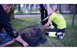 Vermiste Wallaby gevangen in Middenmeer na verdovingsschot