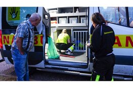 Vermiste Wallaby gevangen in Middenmeer na verdovingsschot