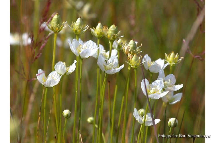 Op zoek naar de beeldschone parnassia