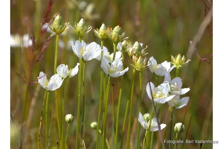 Op zoek naar de beeldschone parnassia