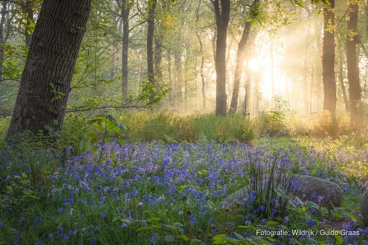 Help de natuur in het mooiste bos in de regio!