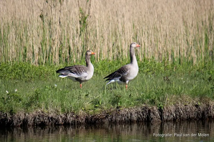 Einde aan jarenlange groei van ganzenschade in Noord-Holland