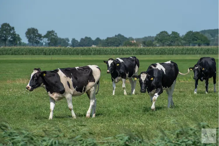 Ondersteuning beschikbaar bij stikstofvermindering op het melkveebedrijf