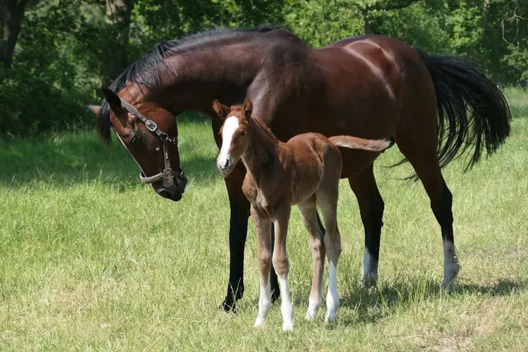 Het KWPN-paard: waarom het wereldwijd zo gewild is