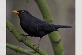 Steeds minder merels in Nederlandse tuinen