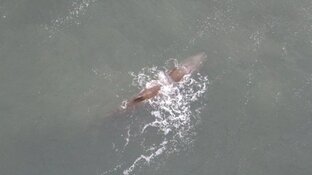 Potvis zwemt rond voor kust Den Helder: 'Lastig om te overleven'