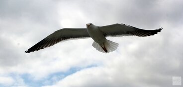 Mensen storen vogels en zeehonden op zandplaat bij Texel: vanaf nu boetes