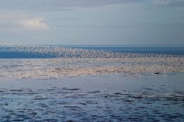 Invasie van trekvogels op Balgzand