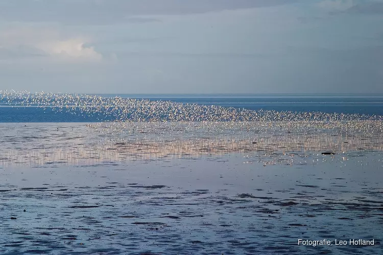 Invasie van trekvogels op Balgzand