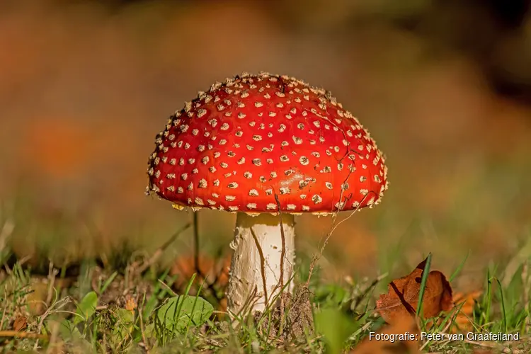Paddenstoelen zoeken in de Donkere Duinen