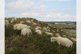 Schaapskudde graast maand lang in Noordduinen
