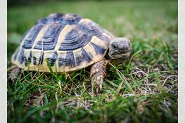 Bijzondere maar "levensgevaarlijke" bijtschildpad gevonden in Den Helder