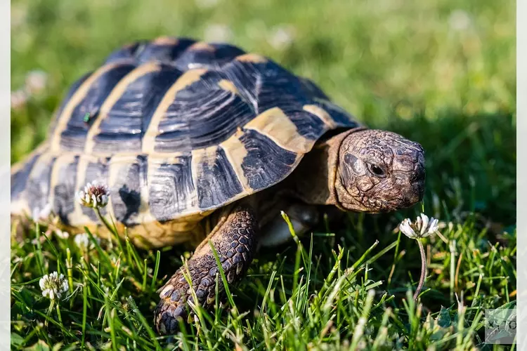 Inwoners Anna Paulowna opgepast: gevaarlijke bijtschildpad vermist