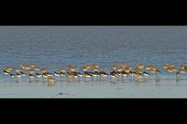 Steltlopers op het schor van Balgzand