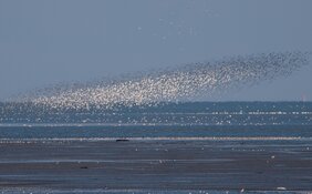 Roofvogels kijken op Balgzand