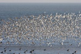 Vogels kijken op Balgzand