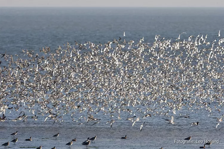 Vogels kijken op Balgzand
