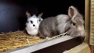 Wie is de eigenaar van deze konijnen?