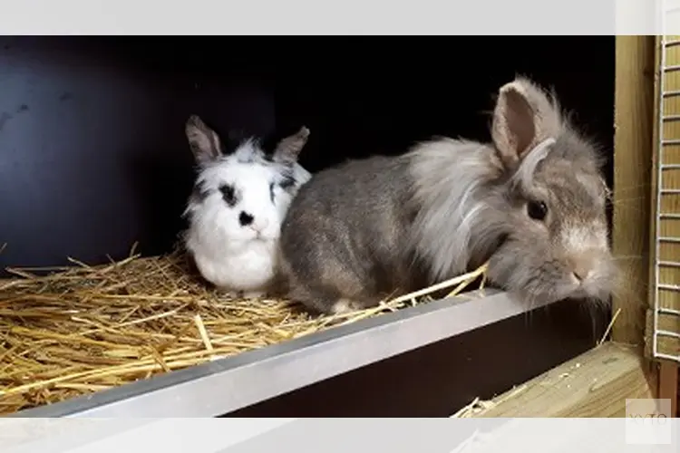 Wie is de eigenaar van deze konijnen?