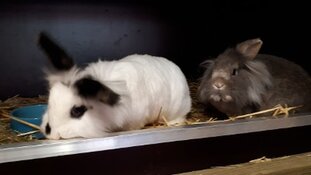 Wie is de eigenaar van deze konijnen?